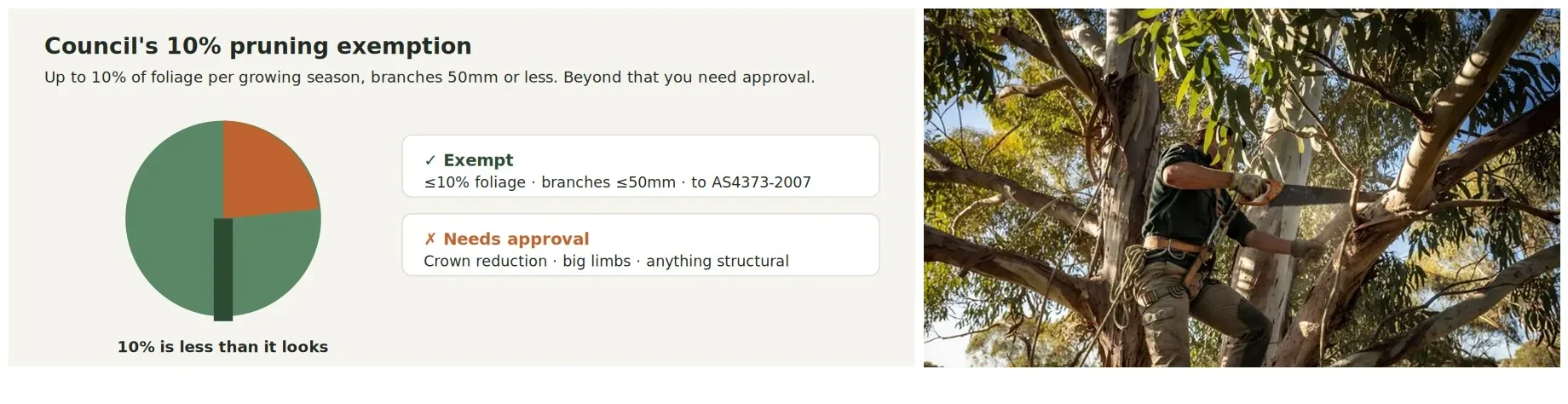 Diagram showing 10 percent of a tree canopy shaded, beside a photographic interpretation of an arborist pruning a small branch.
