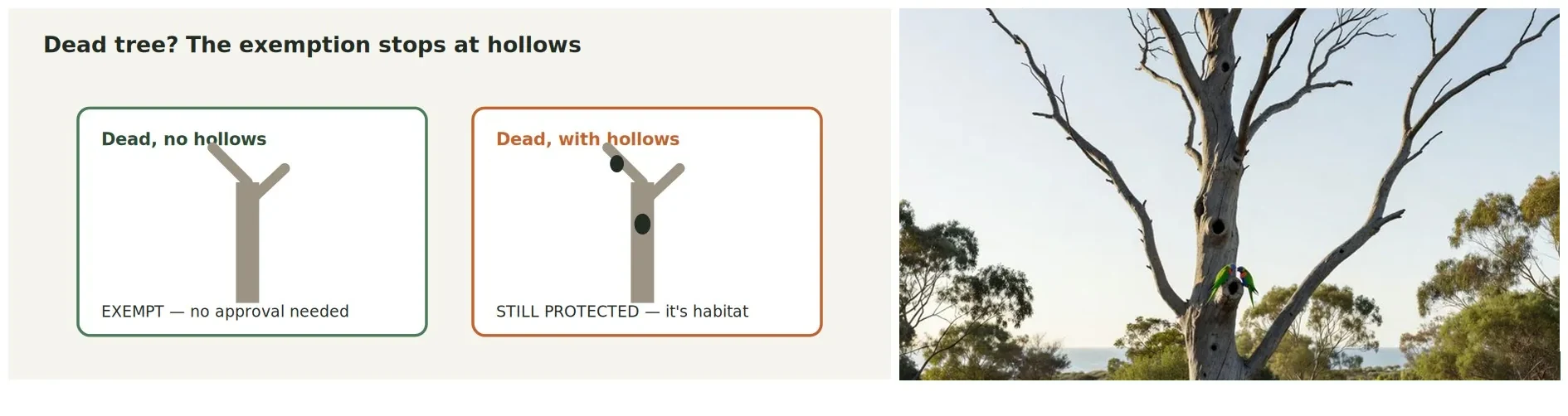 Diagram of council's dead tree exemption and the hollow habitat exception, beside a photographic interpretation.