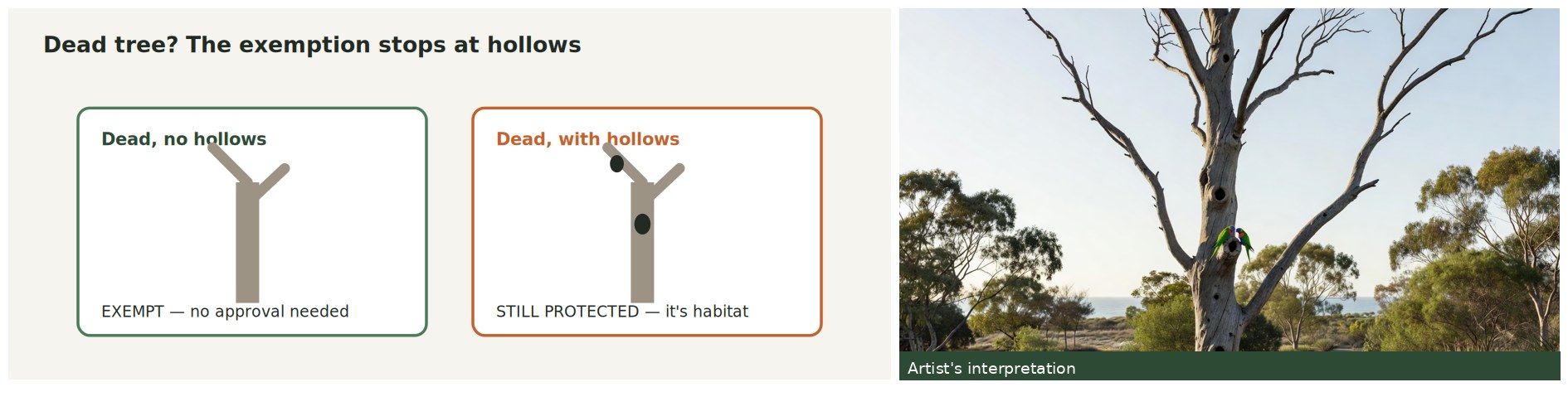 Diagram comparing a dead tree without hollows, which is exempt, against one with hollows, which stays protected, beside a photographic interpretation.