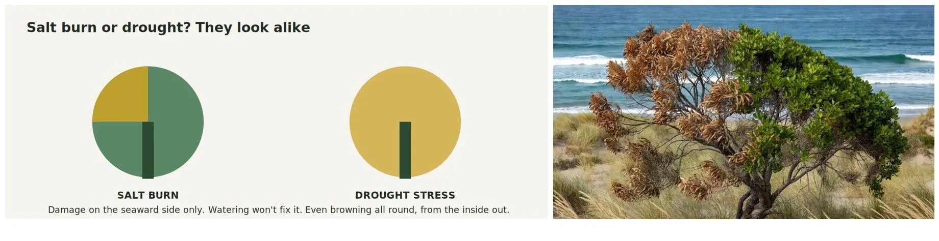 Diagram comparing salt burn on the seaward side with even drought browning, beside a photographic interpretation of a salt-burnt coastal tree.