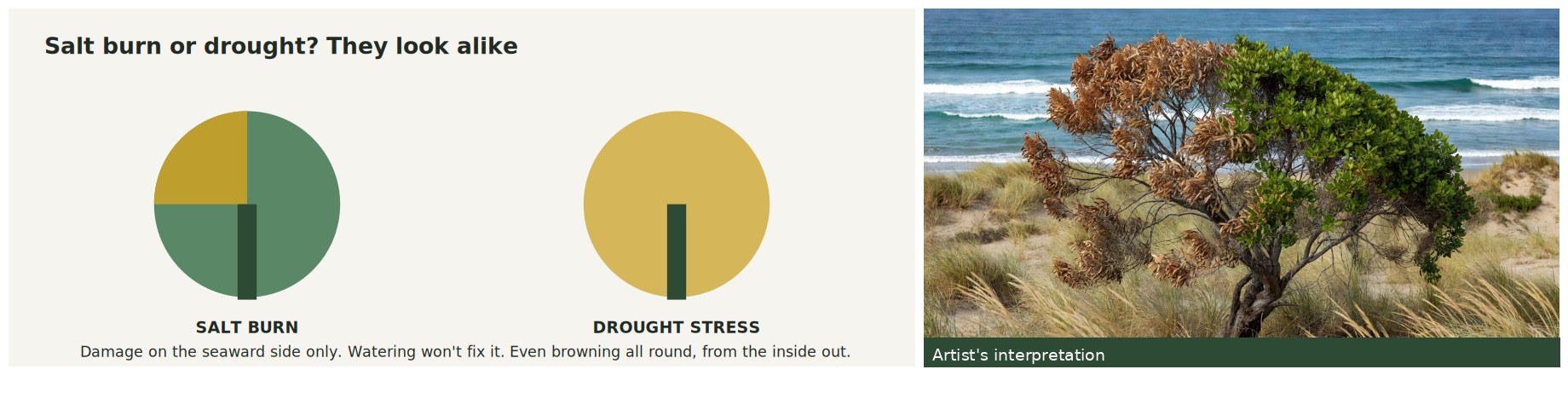 Diagram comparing salt burn on the seaward side with even drought browning, beside a photographic interpretation of a salt-burnt coastal tree.