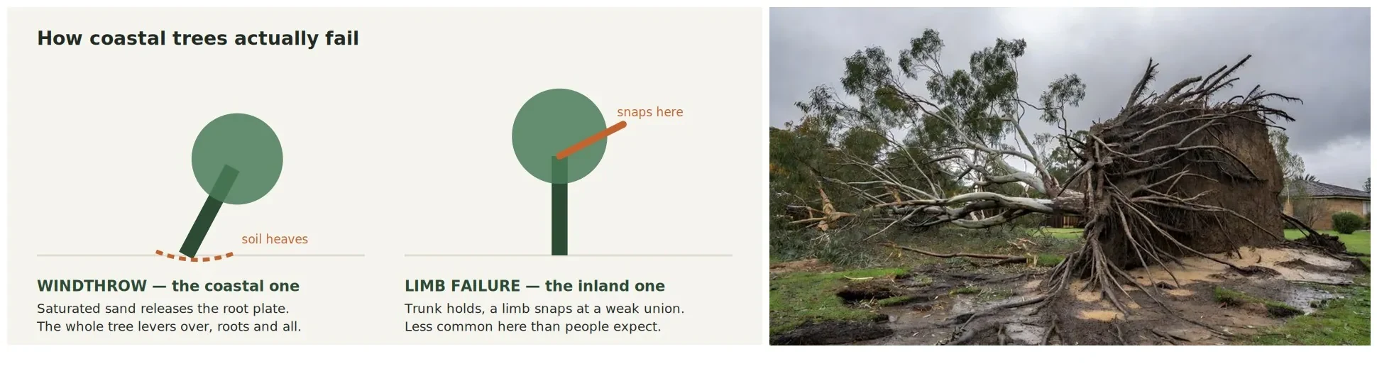 Diagram comparing windthrow, where the root plate lifts, with limb failure, alongside a photographic interpretation of a toppled tree.