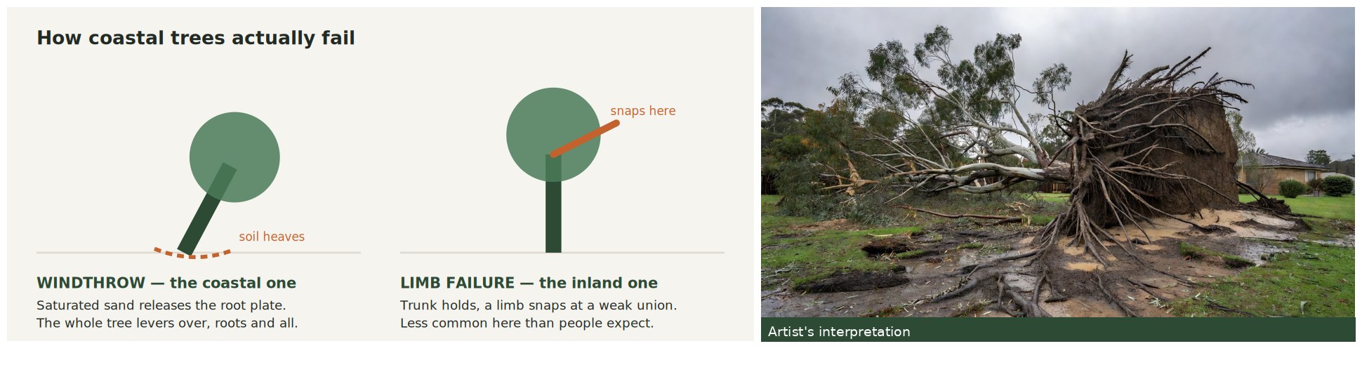 Diagram comparing windthrow, where the root plate lifts, with limb failure, alongside a photographic interpretation of a toppled tree.