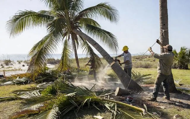 A cocos palm being cut down in sections