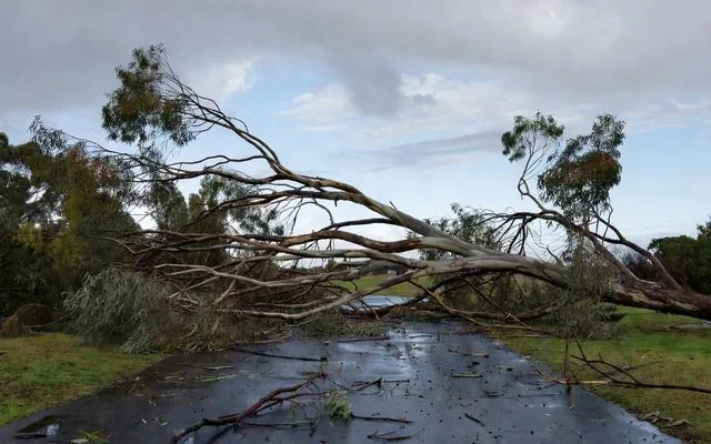 A gum branch fallen across a driveway