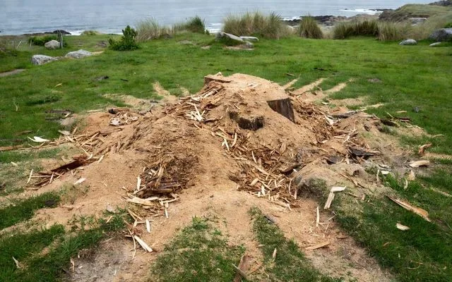 A freshly ground stump reduced to chips