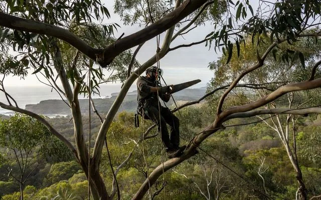 An arborist working a eucalypt canopy on ropes