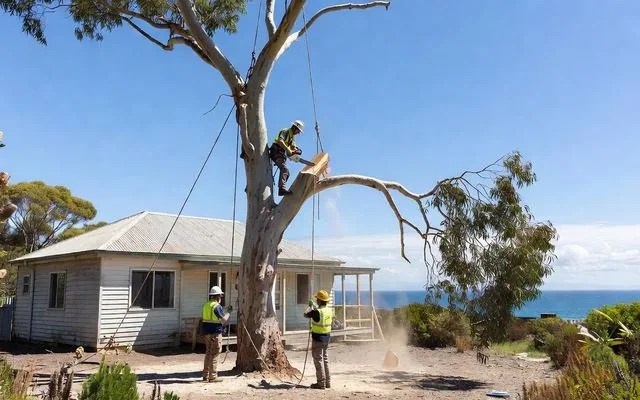 A gum being taken down beside a coastal home