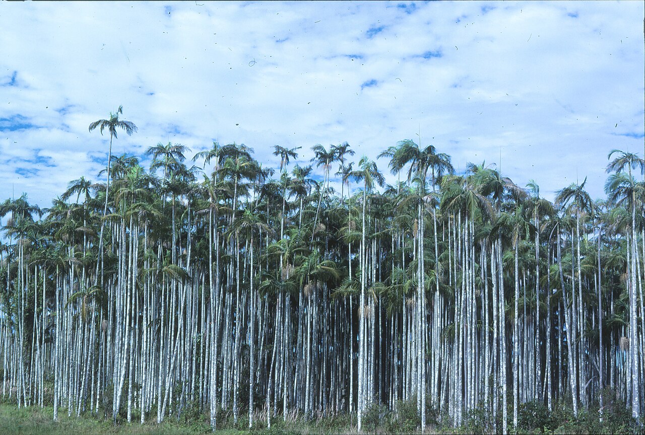 Bangalow Palm (Archontophoenix cunninghamiana)