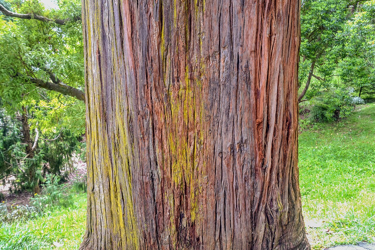 Blackbutt (Eucalyptus pilularis)