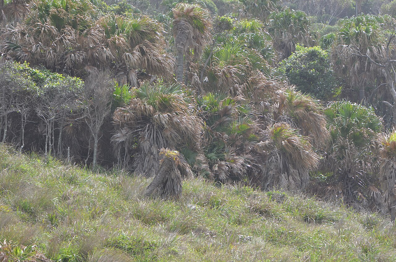 Cabbage Tree Palm (Livistona australis)