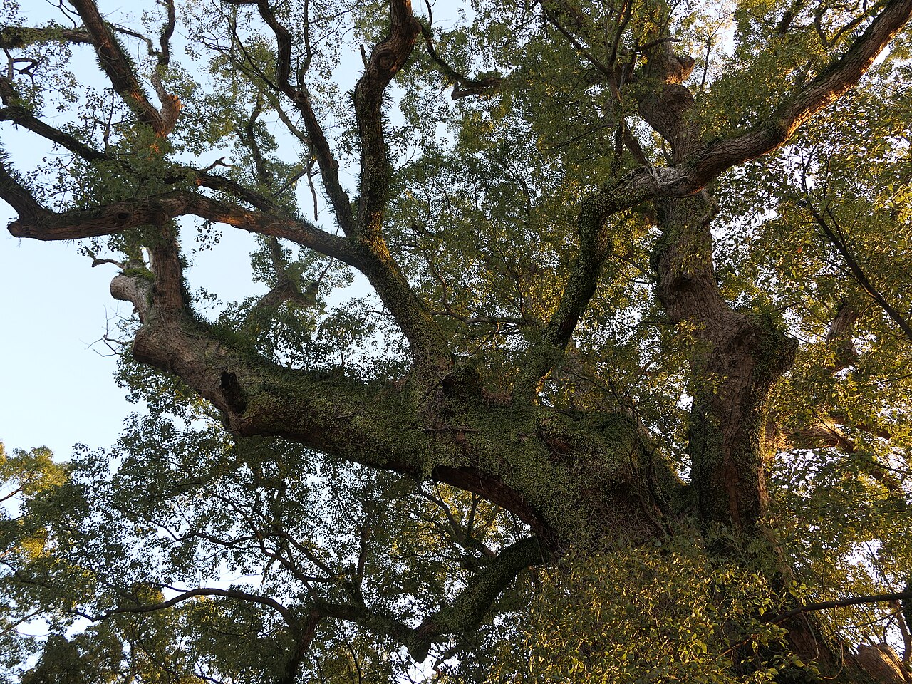Camphor Laurel (Cinnamomum camphora)