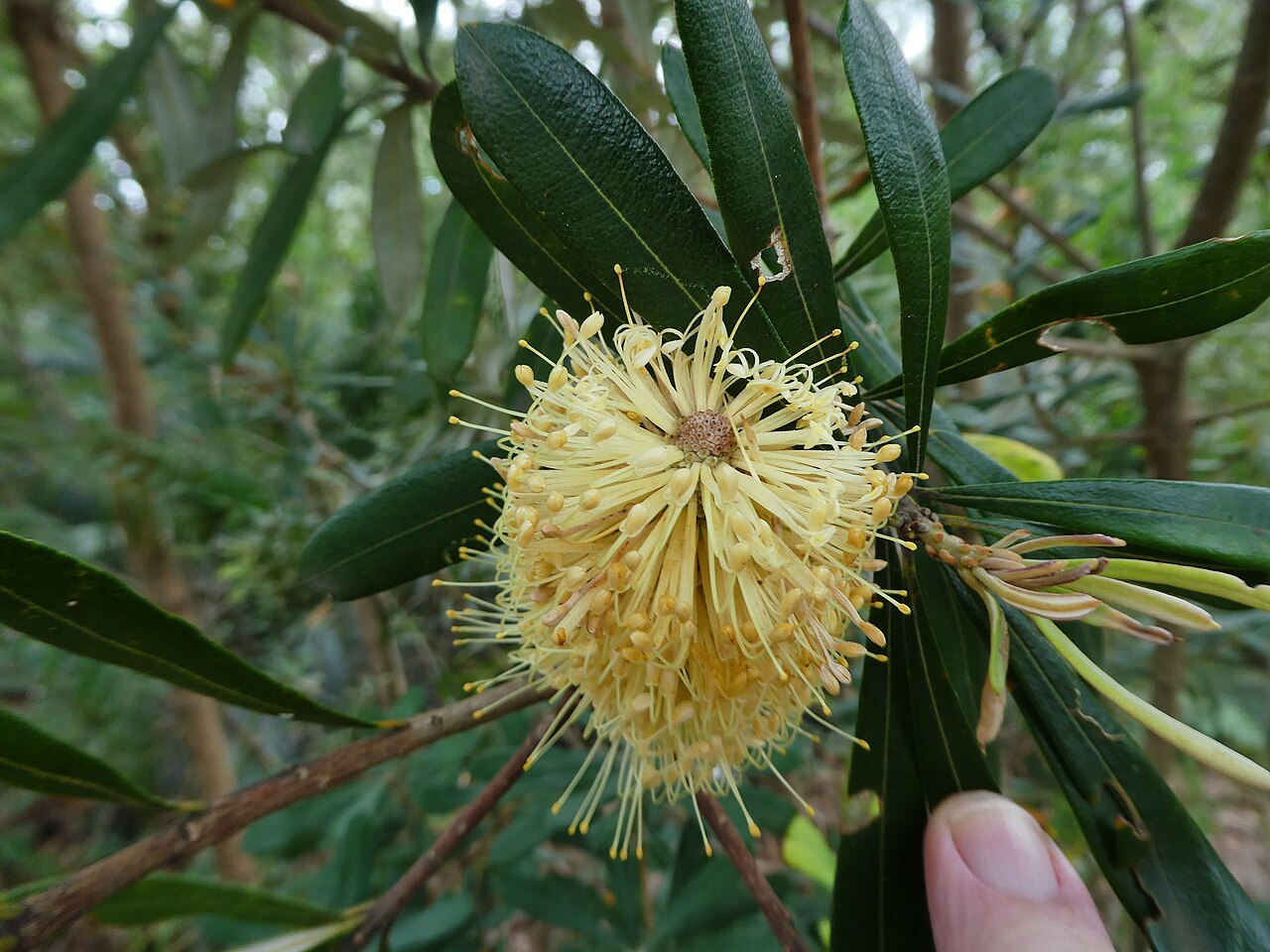 Coastal Banksia (Banksia integrifolia)