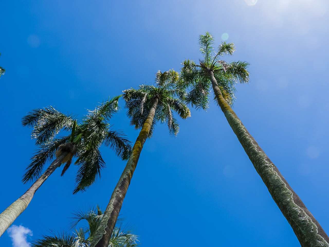 Cocos Palm (Syagrus romanzoffiana)
