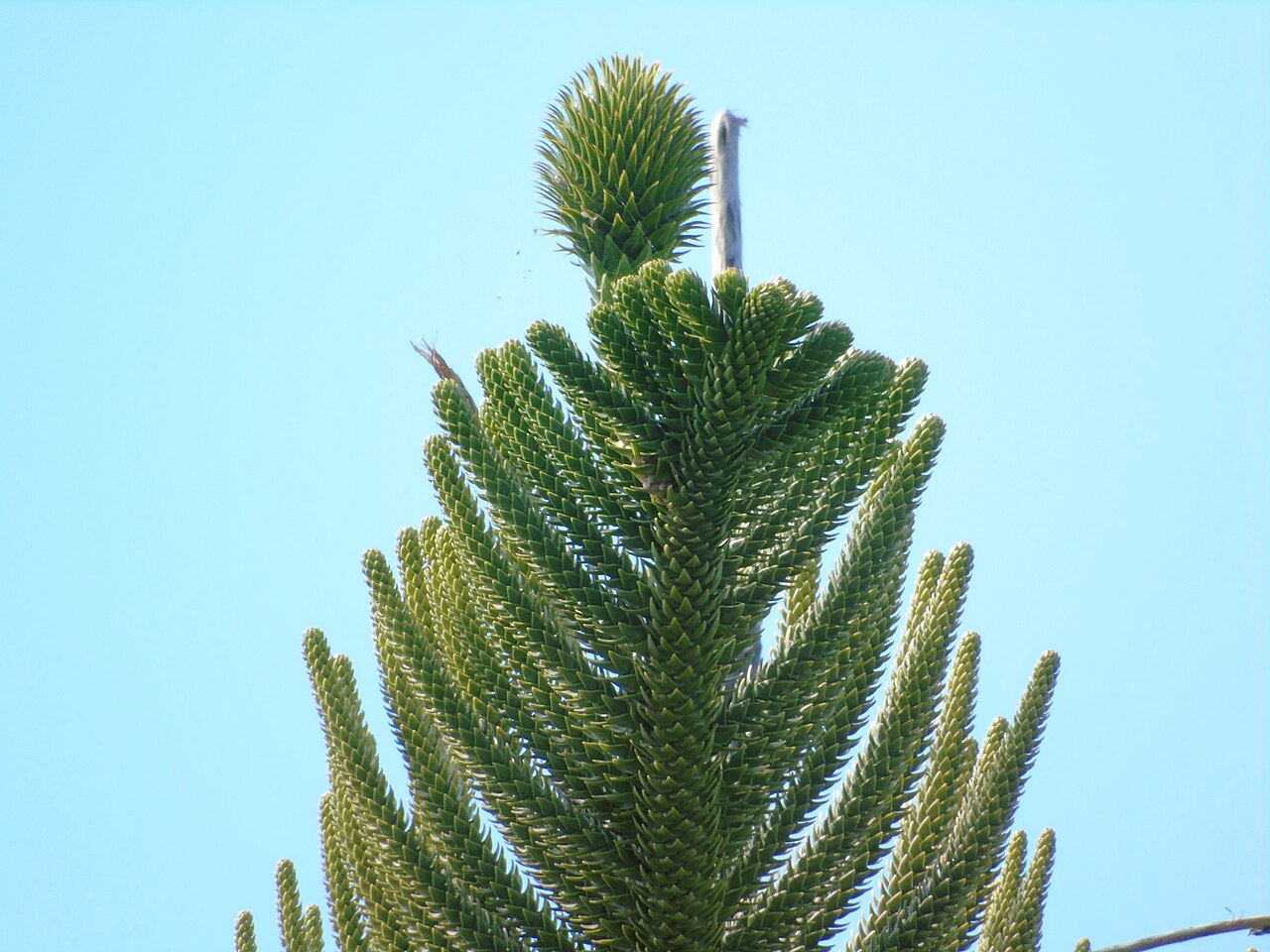 Norfolk Island Pine (Araucaria heterophylla)